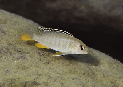 Tropheops sp. 'red fin' Londo Bay